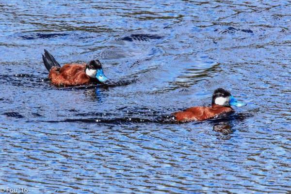 Ruddy Duck (Oxyura jamaicensis), 2 males, Strawberry Heights, Kamloops (27237047144) by Murray Foubister is licensed under CC BY-SA 2.0.